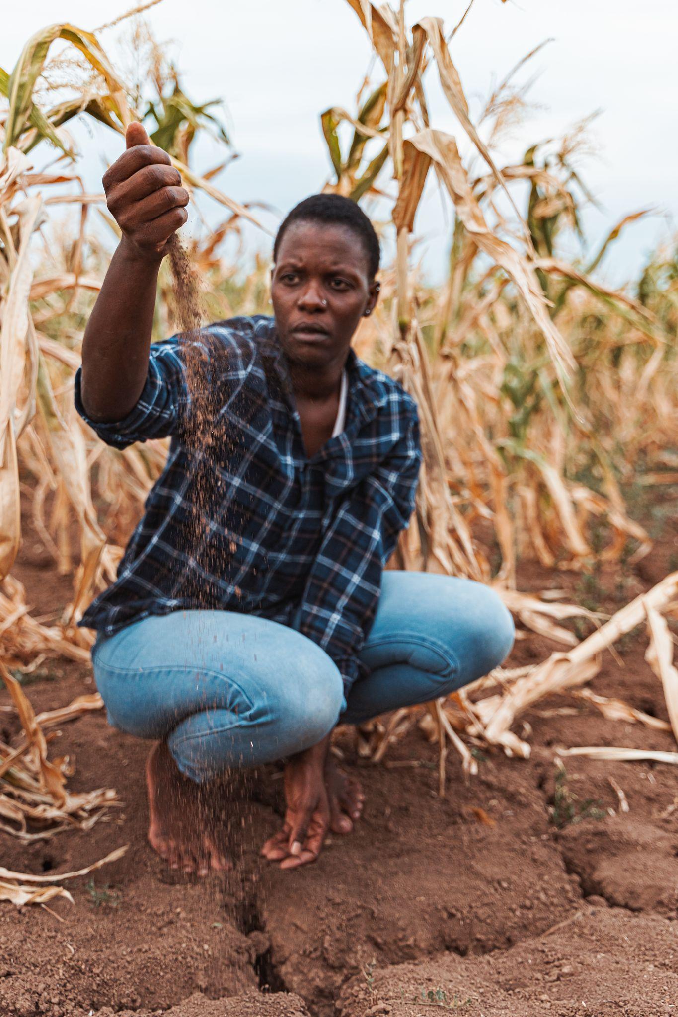 Champ agricole touché par la sécheresse au Bénin